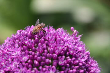 Close up view of a bee feeding on Purple Allium flower