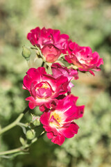 Beautiful pink flowers on a background of green leaves in Campo Grande of Valladolid