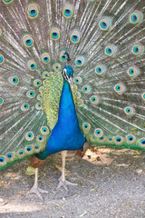 Obraz premium Male peacock bird with its colorful feathers deployed