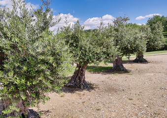 Row of four olive trees in summer, Canterac park in Valladolid