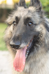 Young female long-haired fawn Tervuren Belgian Shepherd dog seen outdoors on a summer day in northern Italy