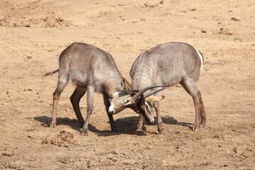 Wasserbock / Waterbuck / Kobus ellipsiprymnus