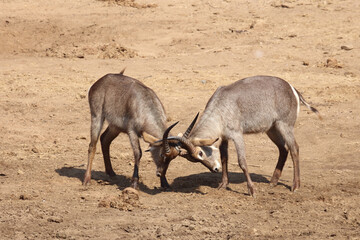 Wasserbock / Waterbuck / Kobus ellipsiprymnus