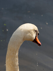 Mute swan in Atagoyama Park