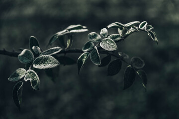 Green frozen leaves on a branch. The leaves are covered with hoarfrost. Copy, empty space for text