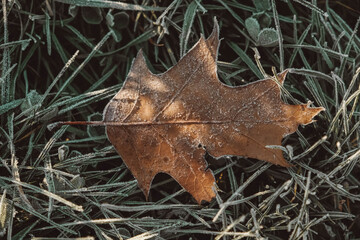 Dry fallen yellow frozen leaves on a background of grass. The leaves are covered with hoarfrost. Top view. Copy, empty space for text