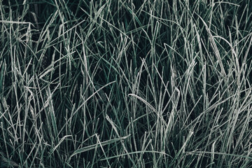 Frozen green grass as a background texture image. The grass is covered with hoarfrost. Top view. Copy, empty space for text