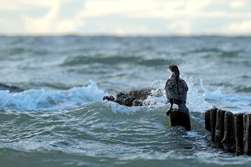 Kormorane ( Phalacrocorax carbo ).