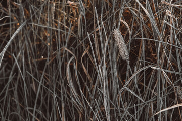 Frozen dry grass as a background texture image. The grass is covered with hoarfrost. Top view. Copy, empty space for text