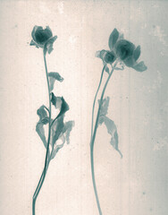 Peonies flower. Daguerreotype style. Film grain. Vintage photography. Botanical negative x-rays...