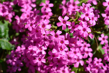 Fototapeta premium Pink wood sorrel