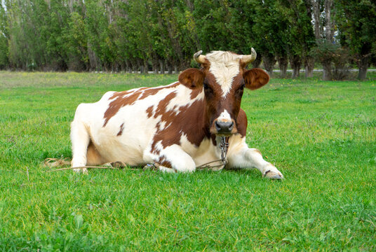 spotted brown cow lies on green grass