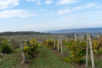 Fototapeta na wymiar view of vineyards and mountains in Crimea in autumn
