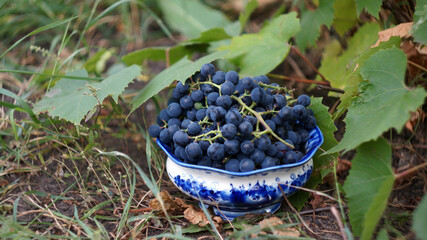 white with blue pattern ceramic bowl with Isabella grapes and green leaves on the grass and with blurred background      