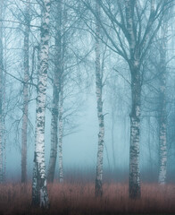 foggy moody forest