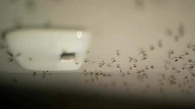 Many midges gnats in the car on the ceiling 