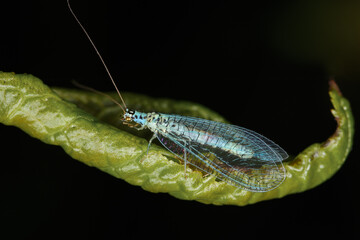 Lacewing on a dark background.