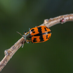 Ladybug on a branch