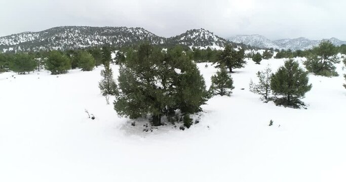 Sabinas nevadas, espa&ntilde;a