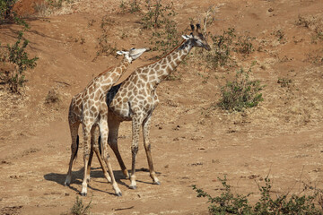 Giraffe / Giraffe / Giraffa Camelopardalis