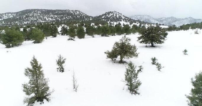 Sabinar nevado drone