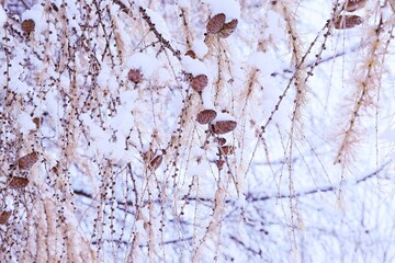 Modrzewiowe gałązki pod śniegiem, zimowe tło vintage larch under snow background  © Anna