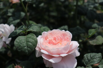 Close up view of beautiful pink rose in a garden with blurred background