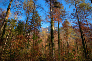 Farbenfroher Wald in Liechtenstein 11.11.2020