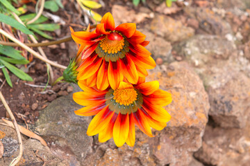 Red tropical flower in Funchal, Madeira, Portugal	
