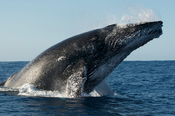 Obraz premium Stunning view of humpback whale takes his rostrum out of the water to breath with so much grace surrounded by a calm water during a beautiful day, in Sainte Marie Madagascar 