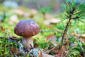 Boletus edulis mushroom in sunny day. Amazing forest mushrooms closeup  background.