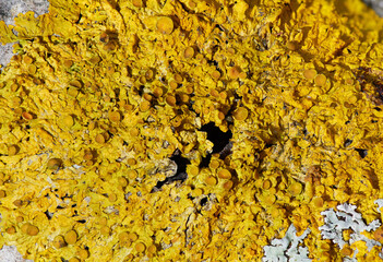 Lichen Xanthoria polycarpa on old aspen tree, closeup