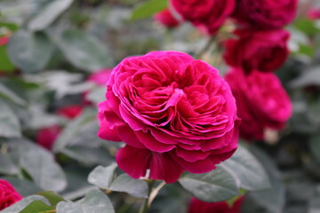 Close up view of beautiful pink rose in a garden with blurred background