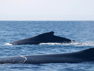 Fototapeta premium Amazing view of humpback whale dorsal group swimming in a clear blue water during a beautiful day, in Sainte Marie Madagascar 