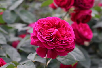 Close up view of beautiful pink rose in a garden with blurred background