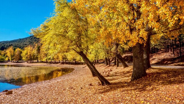 October in Morocco, with autumn foliage on poplar trees next to a lake in Ifrane National Park, located in the Middle Atlas Mountains, Morocco.