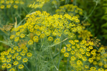 Fresh dill growing on the vegetable bed. Anethum graveolens. Dill In the garden