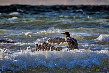 Kormorane ( Phalacrocorax carbo ).