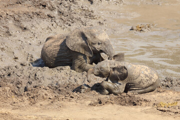 Fototapeta premium Afrikanischer Elefant im Mphongolo River/ African elephant in Mphongolo River / Loxodonta africana.