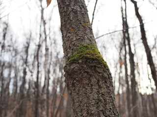 Fototapeta premium Close up shot of the moss on the root in the tropical green tree in forest. Love natural conservation concept.