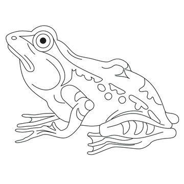 Sitting frog. Heraldry. Hand drawn vector illustration for coloring books and pages.