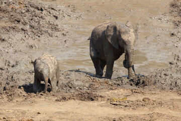 Fototapeta premium Afrikanischer Elefant im Mphongolo River/ African elephant in Mphongolo River / Loxodonta africana.