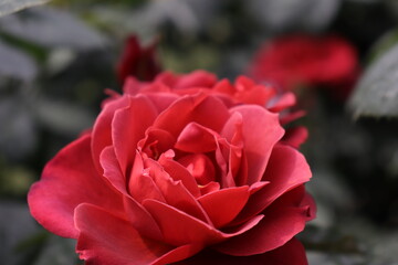 Close up view of beautiful red rose in a garden with blurred background 