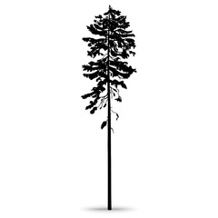 Forest pine. Tall ship pine. Hand-drawn silhouette, 
 illustration on a white background.