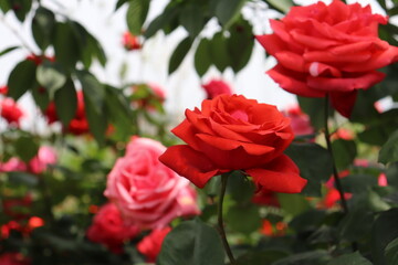 Close up view of beautiful pink rose in a garden with blurred background