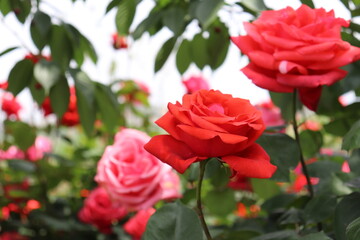 Close up view of beautiful red rose in a garden with blurred background 