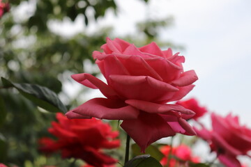 Close up view of beautiful pink rose in a garden with blurred background