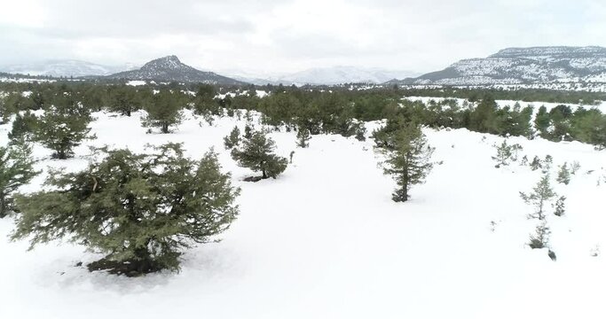 Sabinar de murcia nevado