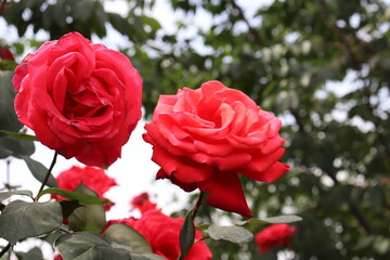 Close up view of beautiful red rose in a garden with blurred background 
