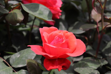 Close up view of beautiful red rose in a garden with blurred background 
